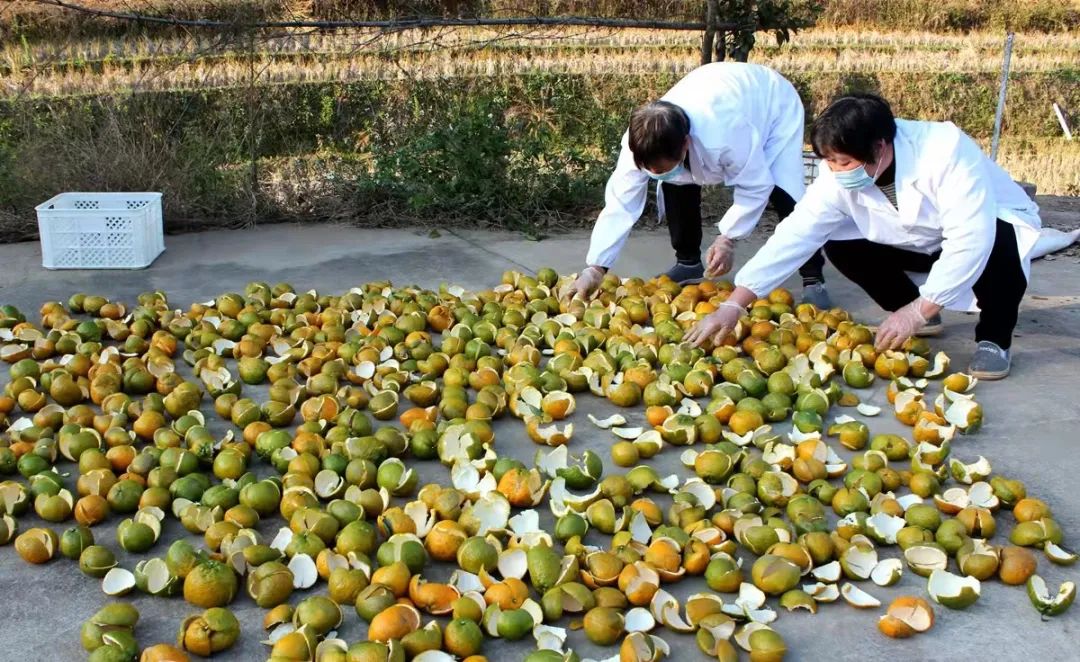 瓯海区的瓯柑,瓯柑市场前景如何