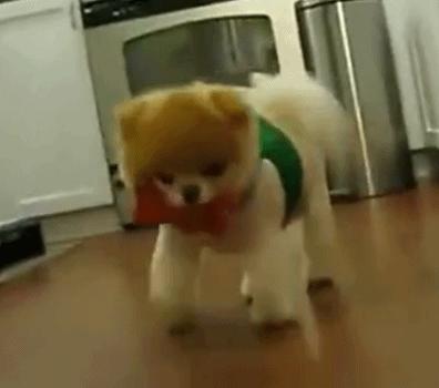 告诉你养狗的好处,告诉你一个秘密养猫就要养暹罗猫