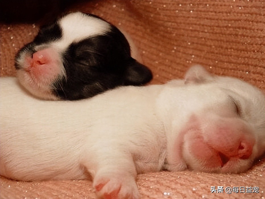 狗狗刚出生是白色的慢慢发黄,狗狗刚出生能看出是什么品种吗