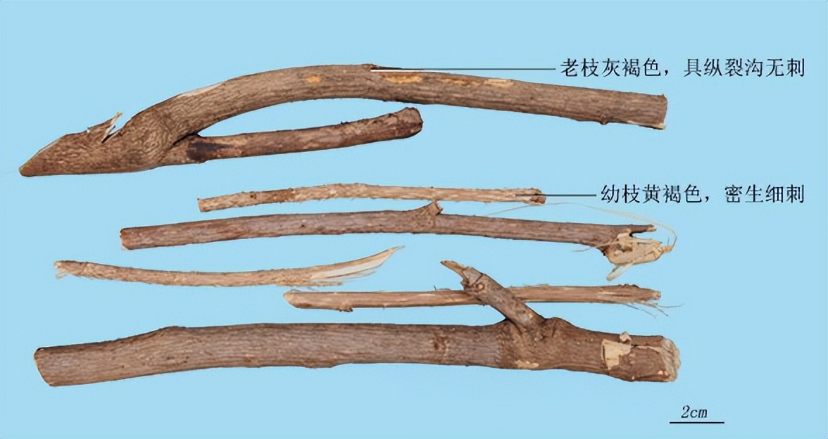 刺五加植物的识别方法,带你识别白薇