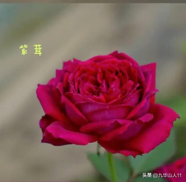 天狼月季新品预售,天狼月季官方旗舰店烛光月季