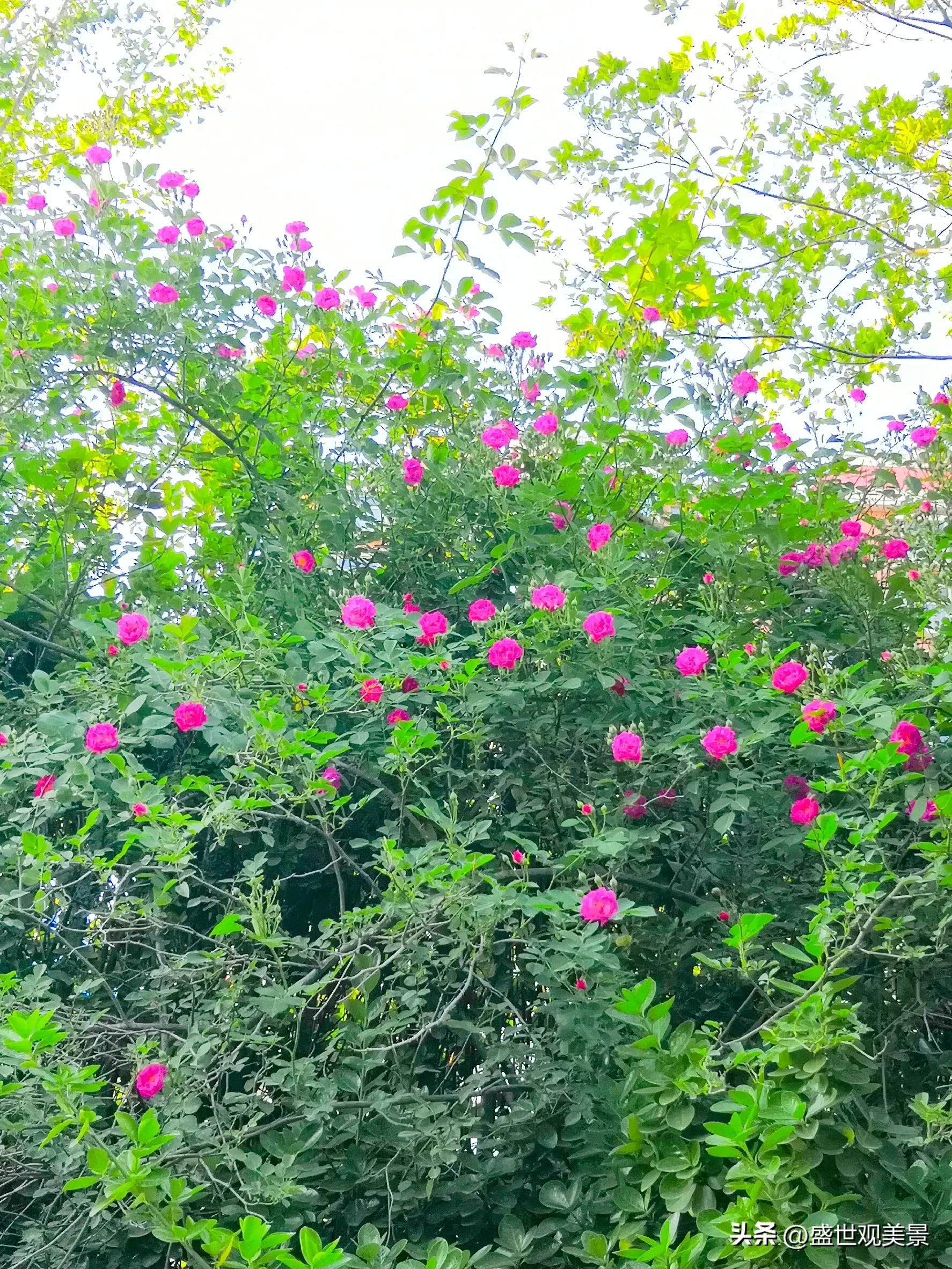 最爱的那片蔷薇花，花开如瀑