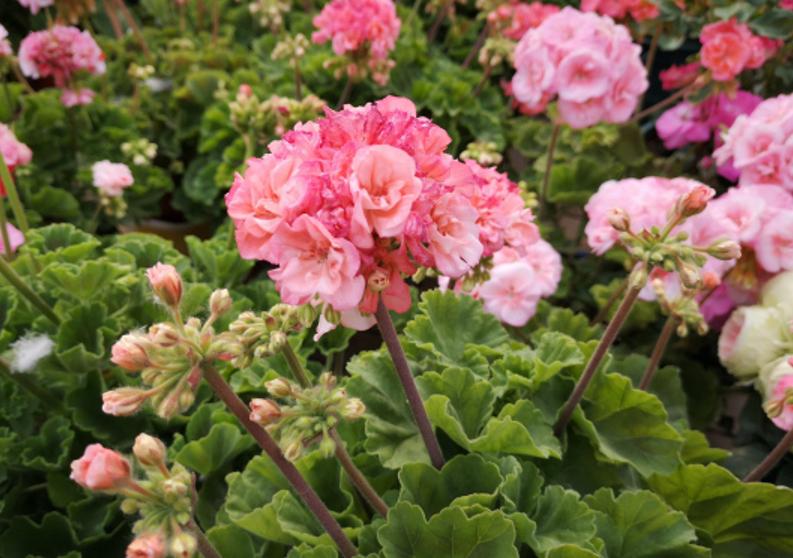 黄叶病如何阻止,黄叶烂根花怎么养最佳图文