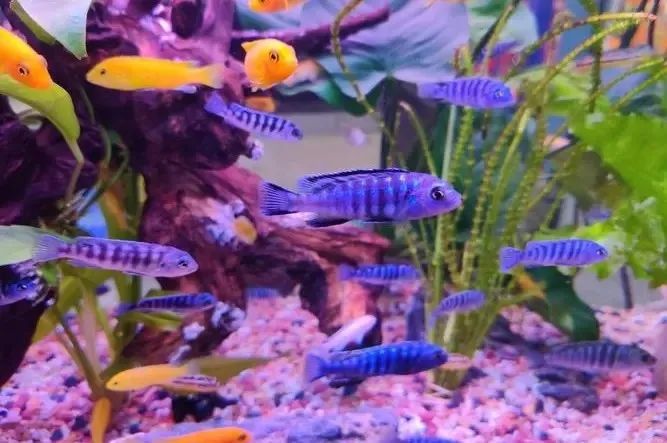 目前都有哪些常见的宠物,大家普遍常见的十种宠物