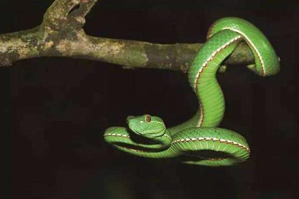 蛇最怕什么雄黄真的能驱蛇吗,蛇真的怕雄黄吗还是其他原因