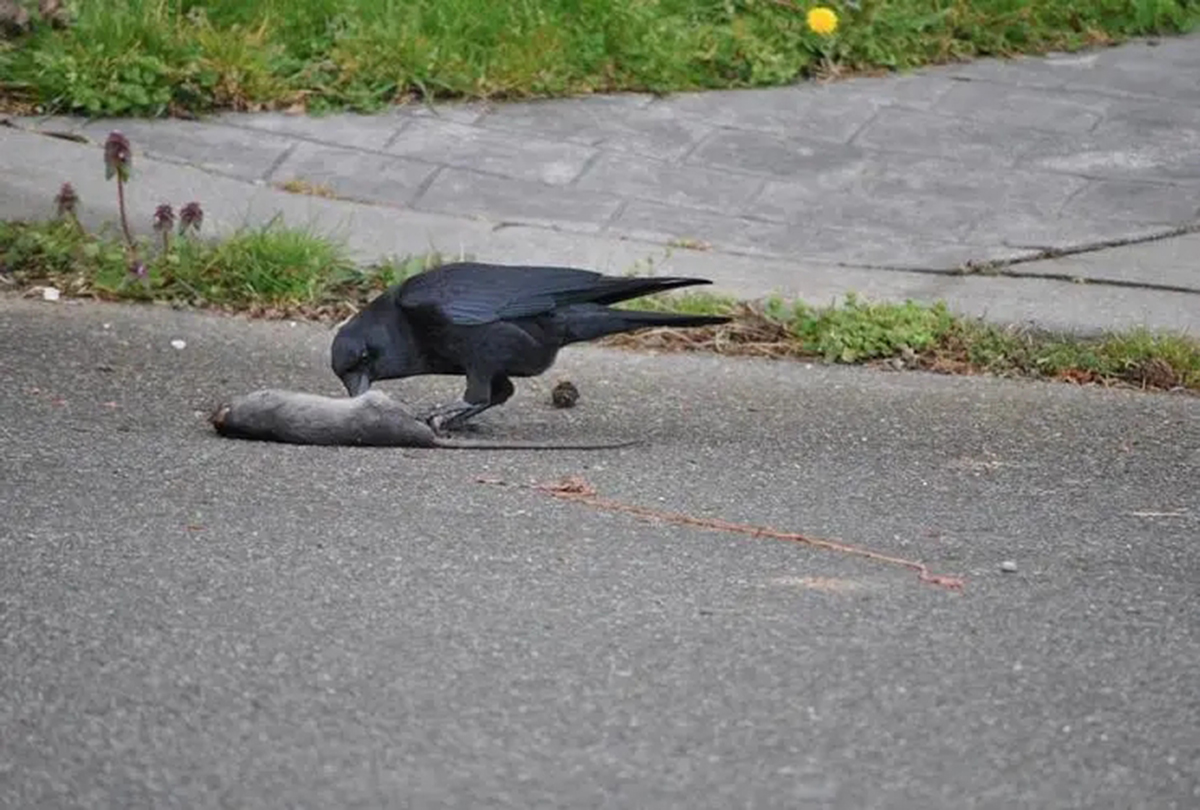 为什么日本人喜欢吃生鱼,为什么日本人吃生肉不会生病