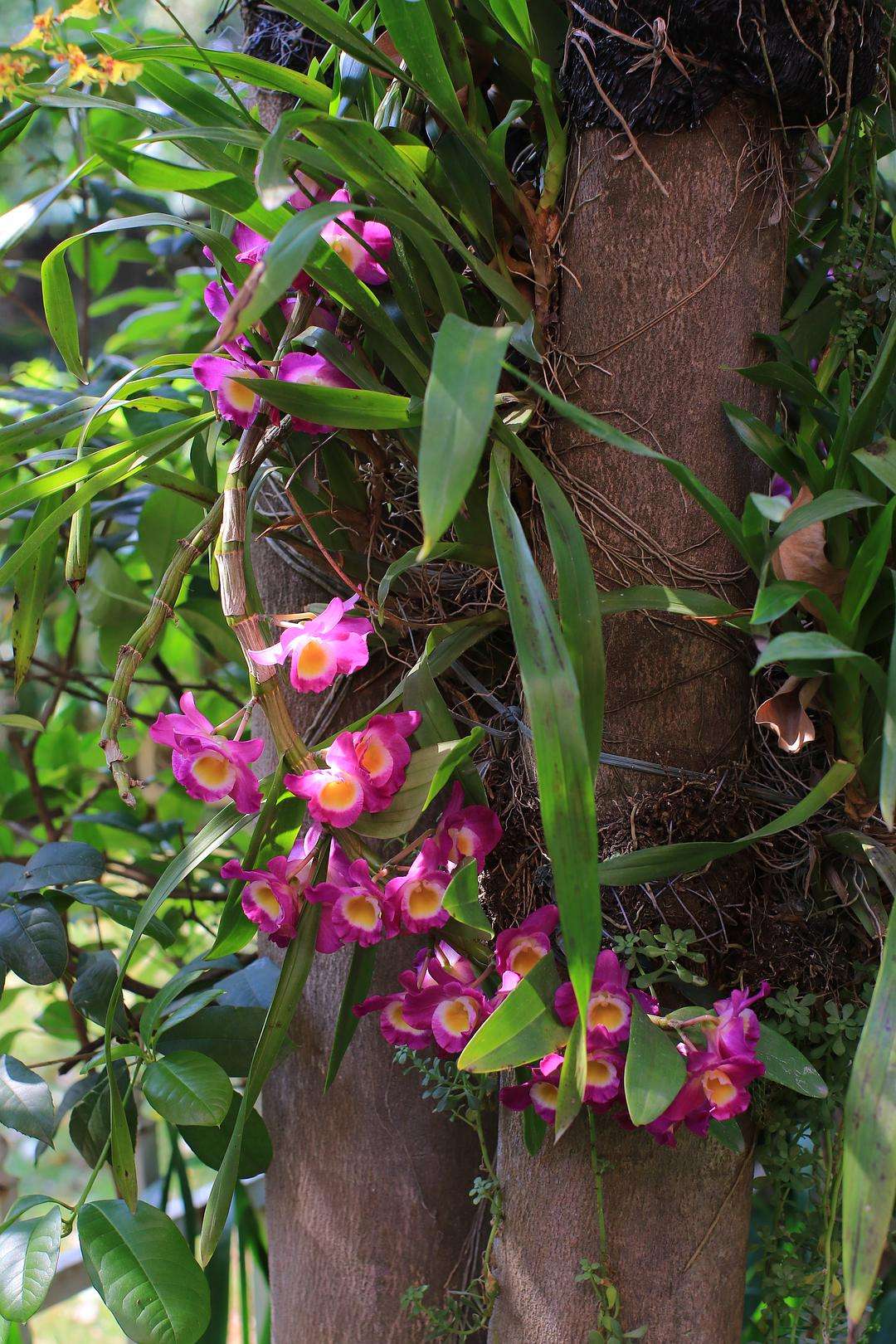 5种自带毒性的花最好别养在家里,七种不宜买的花