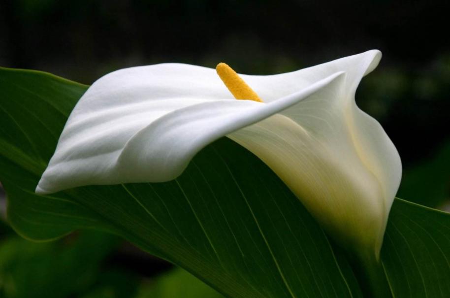 马蹄莲怎么养才能开花呢视频,水培马蹄莲花朵发黄焦边干枯