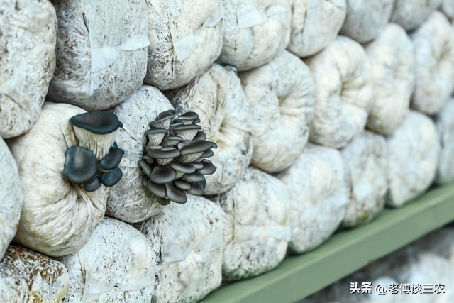 平菇养殖户出售平菇多少钱一斤,平菇菌包多次出菇出售