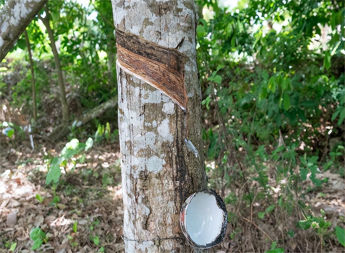 2020越南大米出口中国有多少,越南大米出口价格创十年来新高