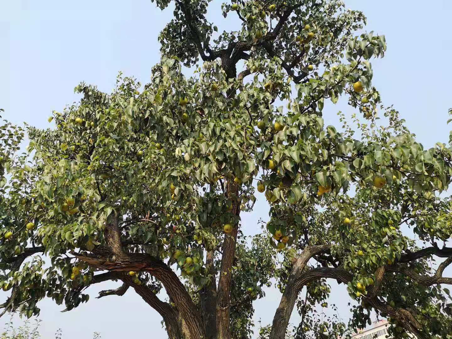 给梨抹药只图早上市，河北梨严格禁止“抹药早采”，发生了什么？