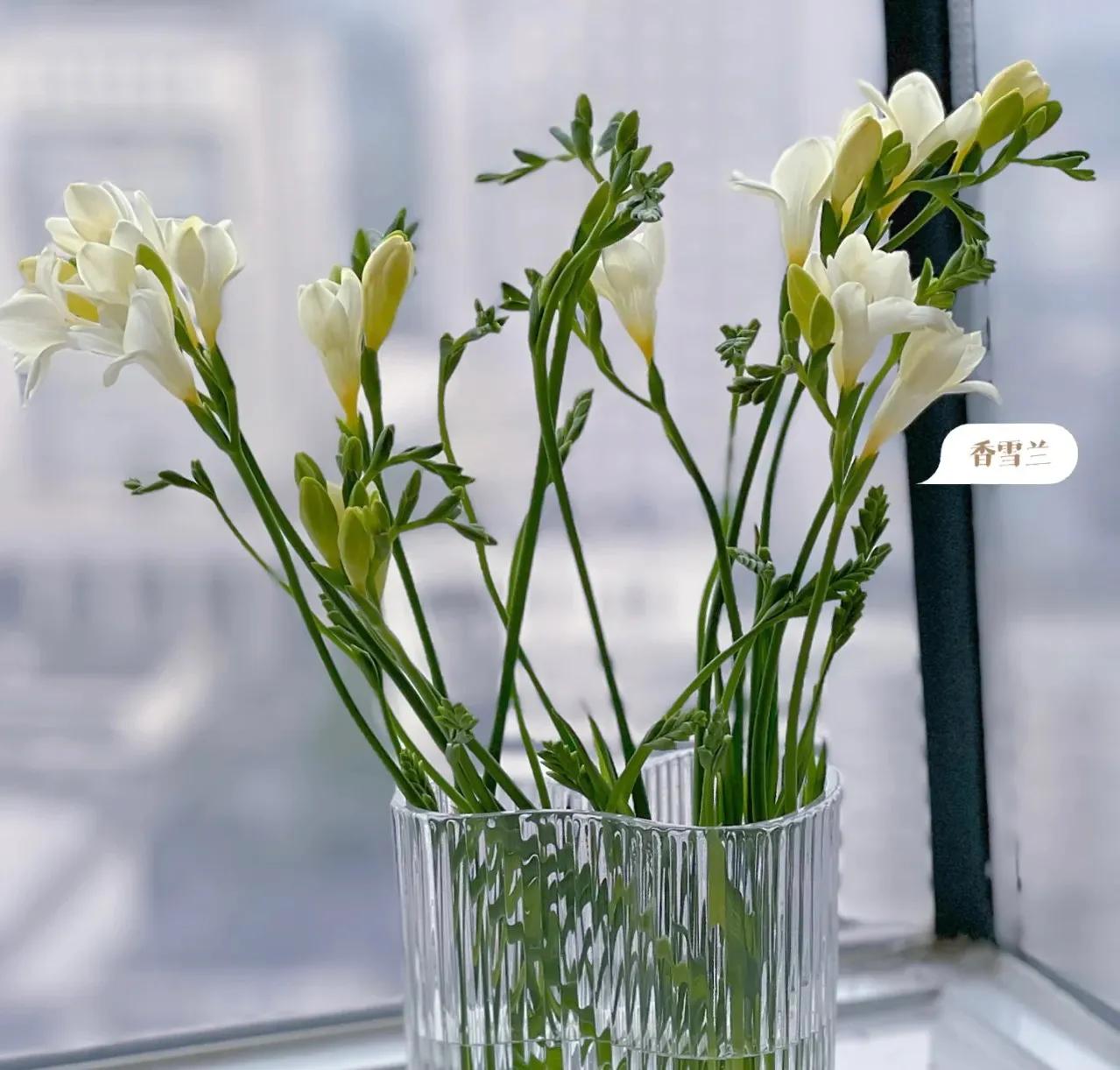 哪些花的花语惊艳了你好久呢,被哪种花的花语惊艳到