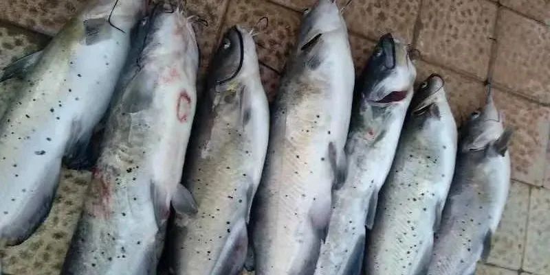 叉尾鮰健康么,叉尾鮰出血病