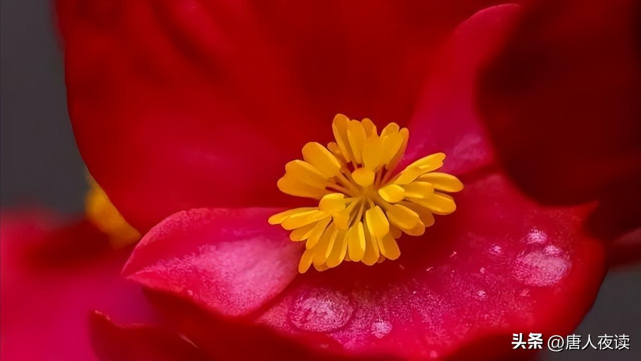 过年家里摆什么花好看又有好寓意,这七种花最适合养在家里