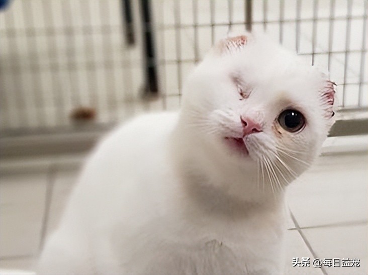 带猫出去晒太阳它为什么发抖,中午带上猫玩耍