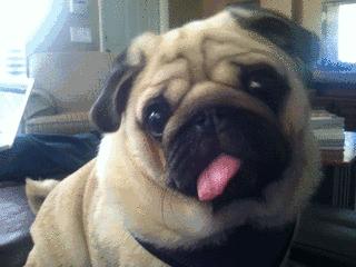 当你在你家狗面前学狗叫,当你在狗狗面前学狗叫