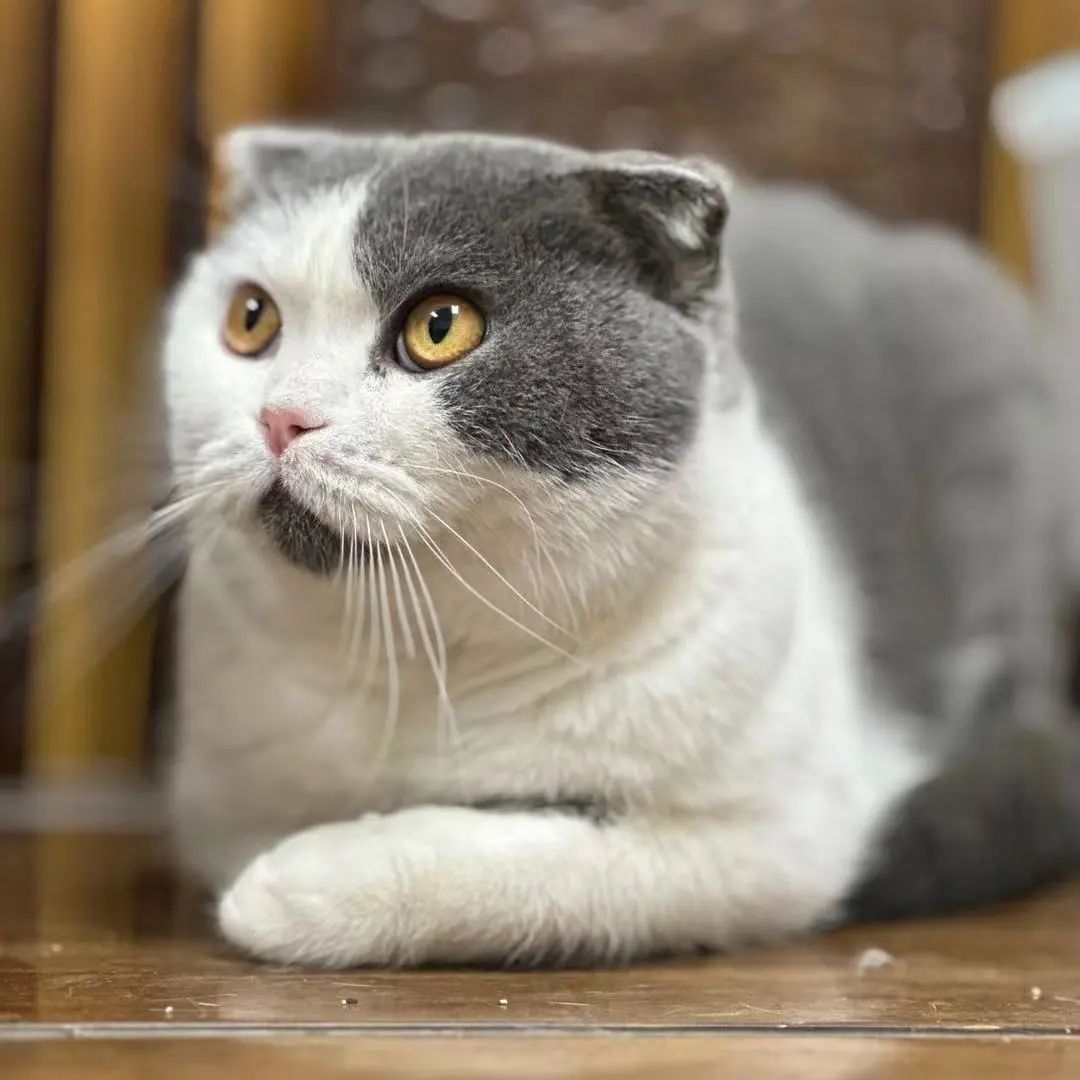 「宠物领养FreeAdopt」萌宠新生大聚会~哪位宝贝是你的最爱？