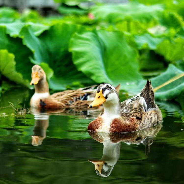 段治卿2022仲秋闲言碎语集