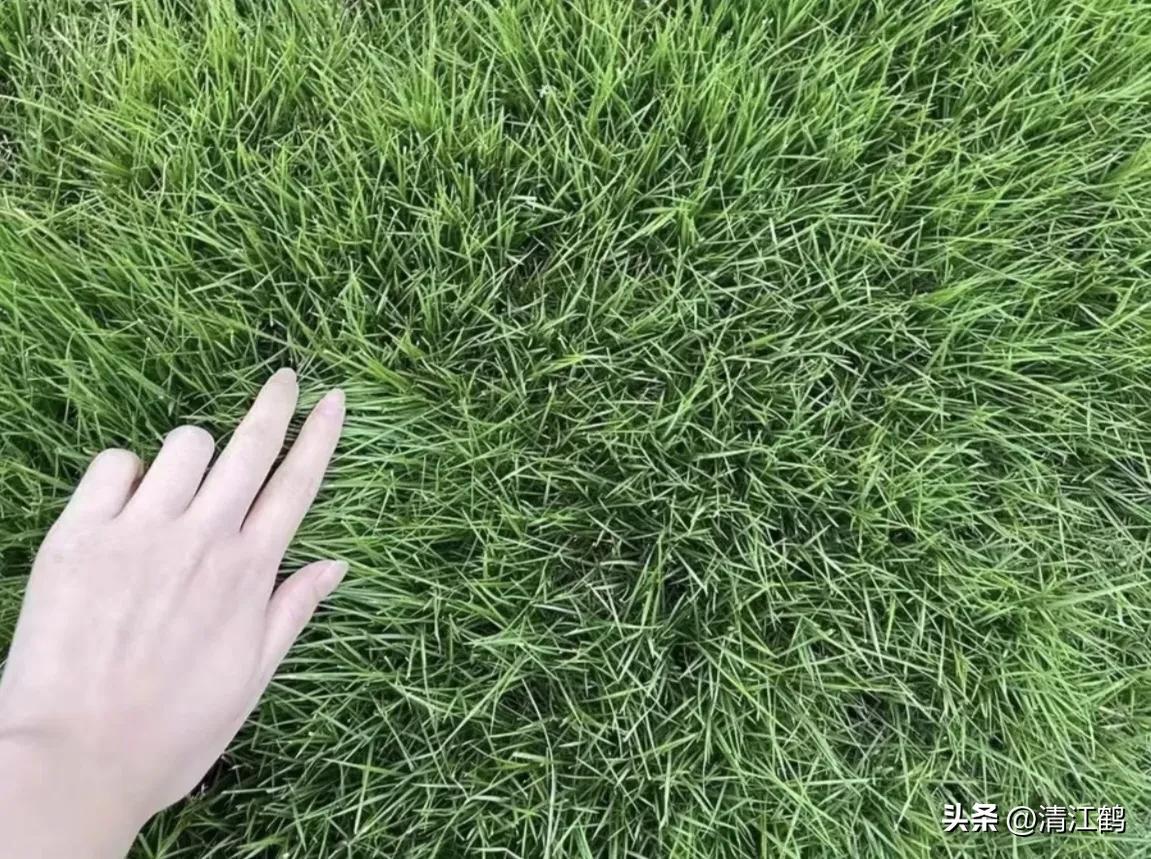 怎样解决除草剂对树的危害,十大恶性杂草除草方案