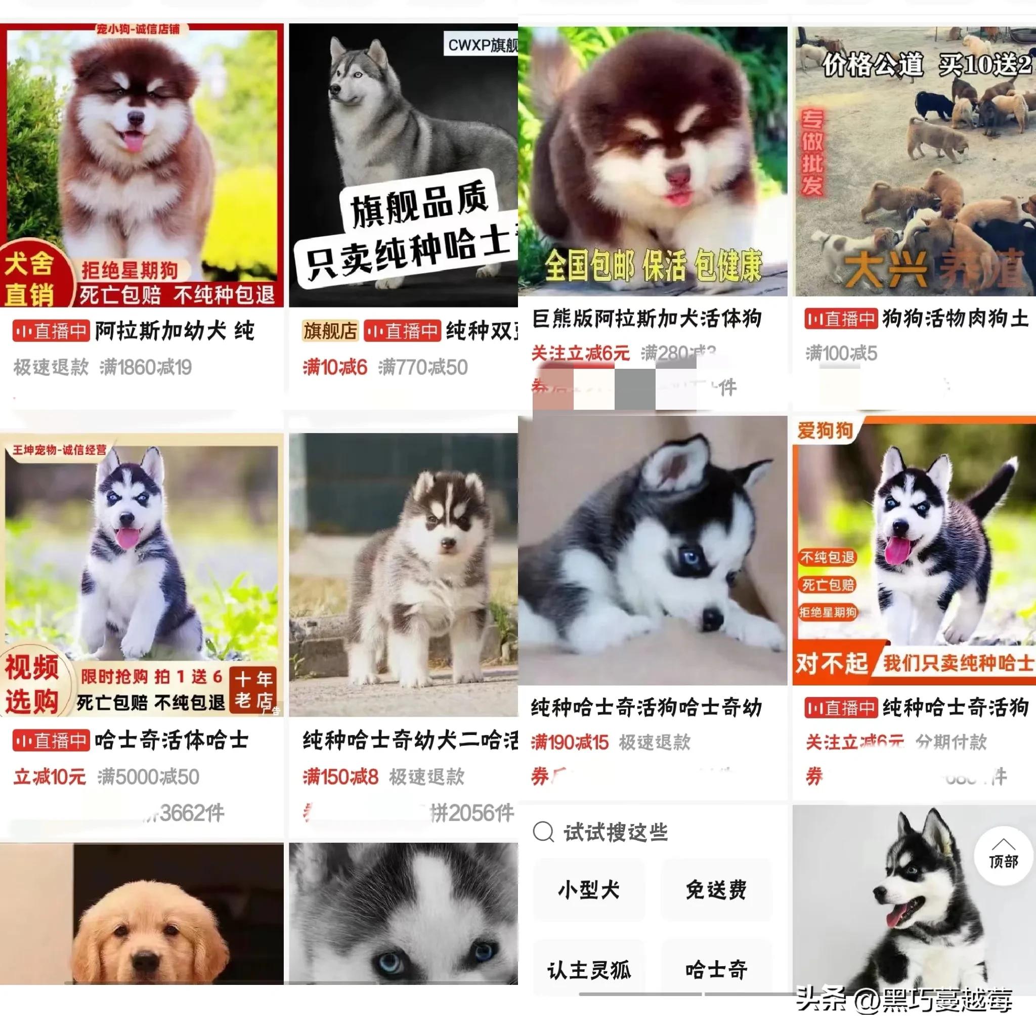 披星戴月来见你,披星戴月去见你