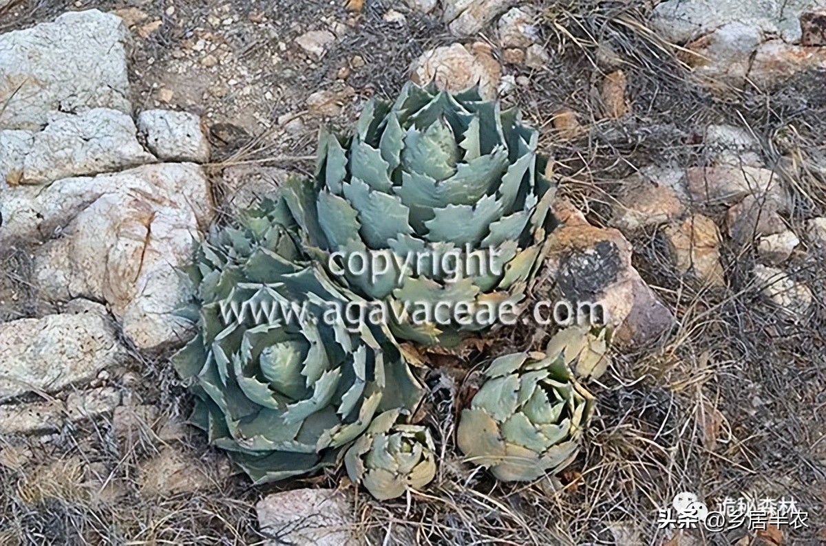 龙舌兰难养的品种,金边龙舌兰品种大全