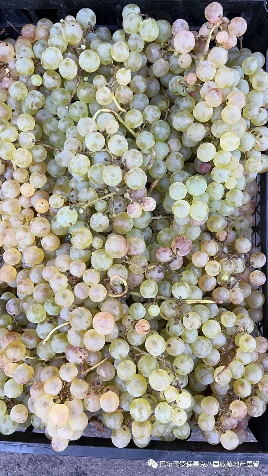 罗马尼亚蔬菜,罗马尼亚大型水果批发市场