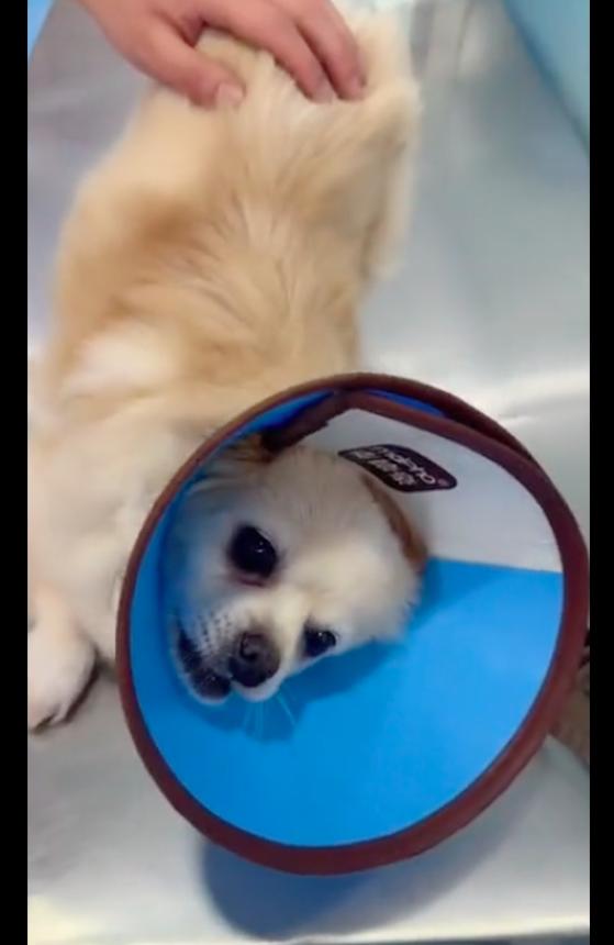 狗狗难产死胎在肚子里待久了,狗狗难产主人用手助产