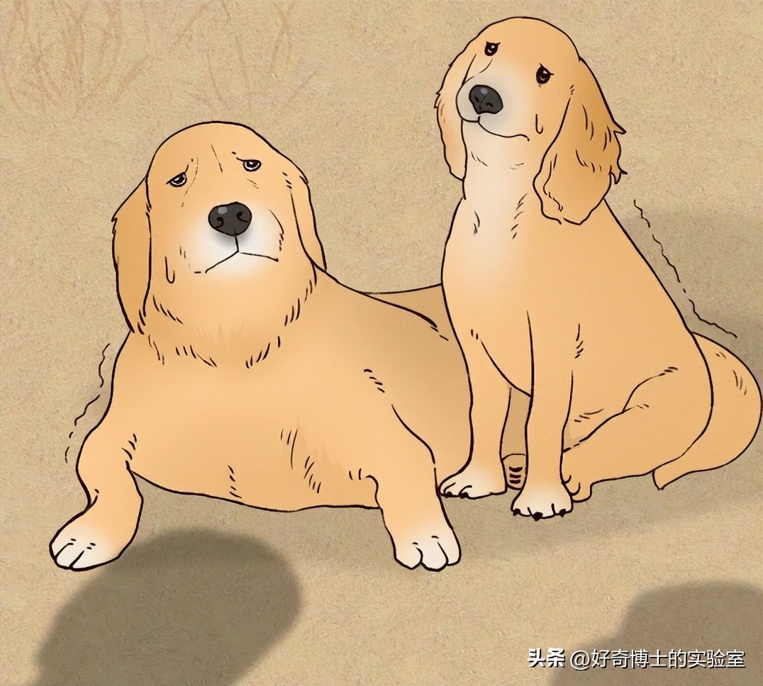 狗朝着没人的地方狂吠，是看到了什么「不干净」的东西吗？