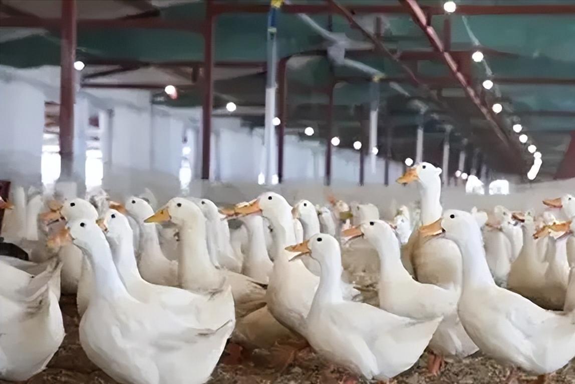 鸭子咳嗽甩鼻流泪怎么办,鸭子喷嚏咳嗽