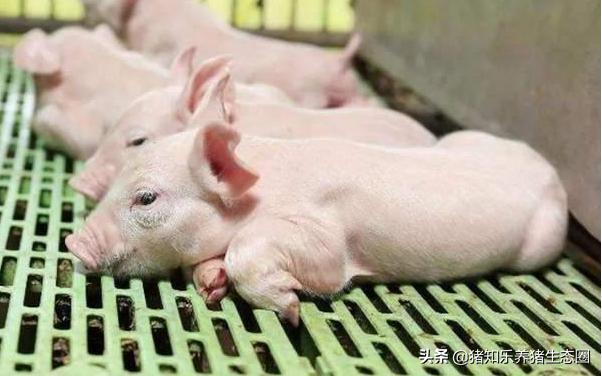 冬季仔猪腹泻该怎样管理,冬季如何预防仔猪腹泻的方法