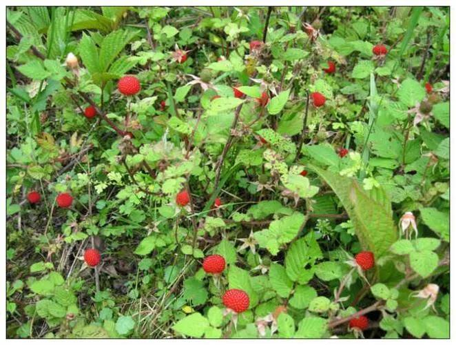 80后的童年游戏玩具,80后玩具游戏及玩法