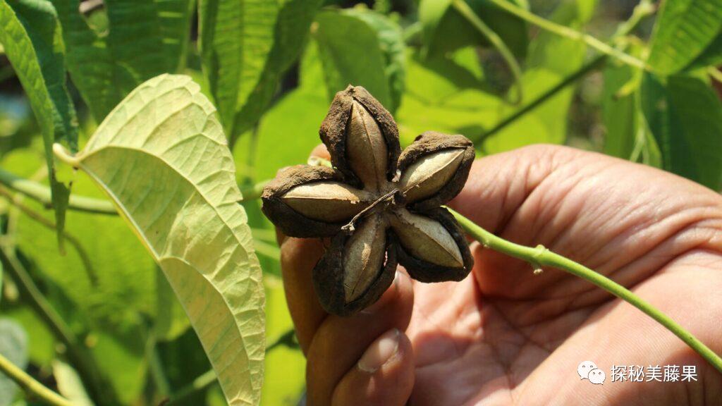 sachainchi是什么，它正在流行