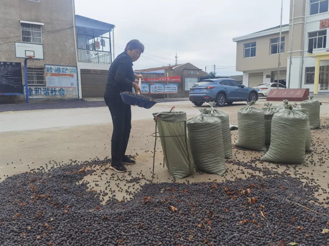 江西广昌：太空莲成“致富莲”,太空莲子种子