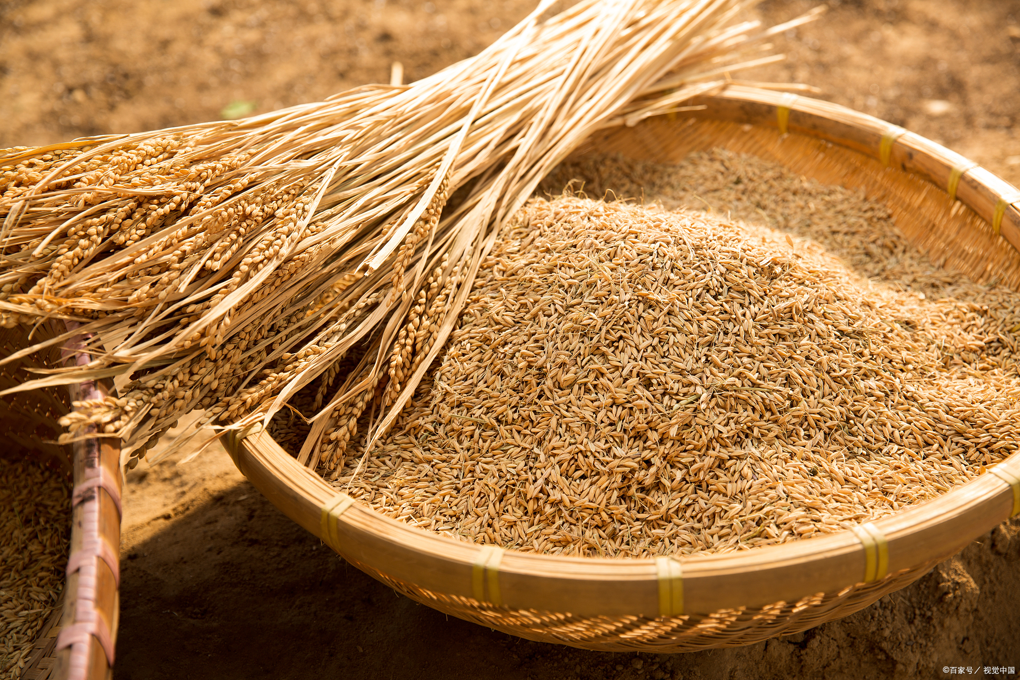 高价诱导小麦青储1亩涨到2000，农民愿意卖吗？多地严禁割青毁粮