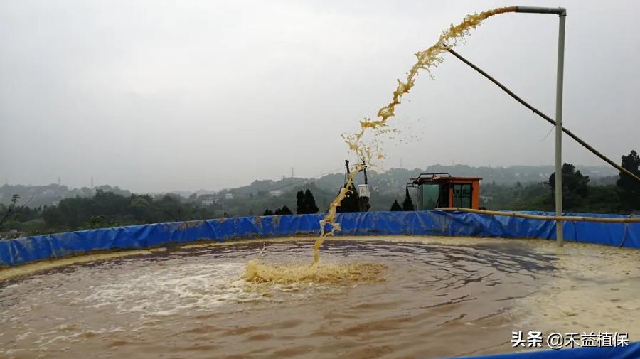 菜籽饼当肥料起什么作用,未腐熟菜籽饼怎样施柑橘果树