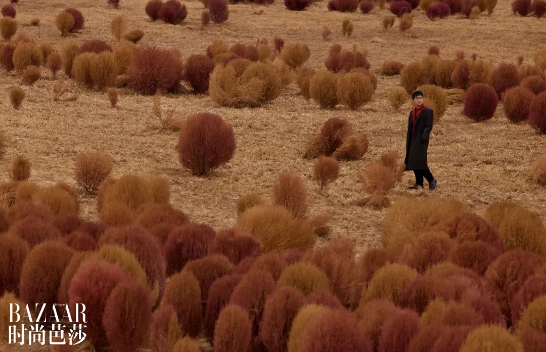 大鹏的所有剧,大鹏的精彩电影