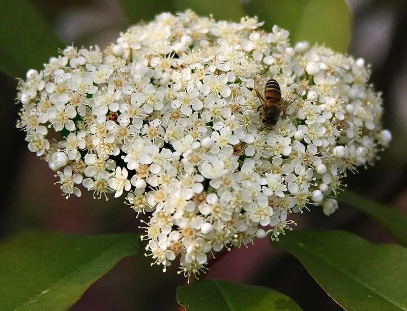你怎么知道石楠花,你能接受石楠花吗