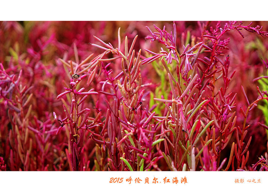 辽宁盘锦红海滩免费旅游攻略,内蒙古足迹旅行