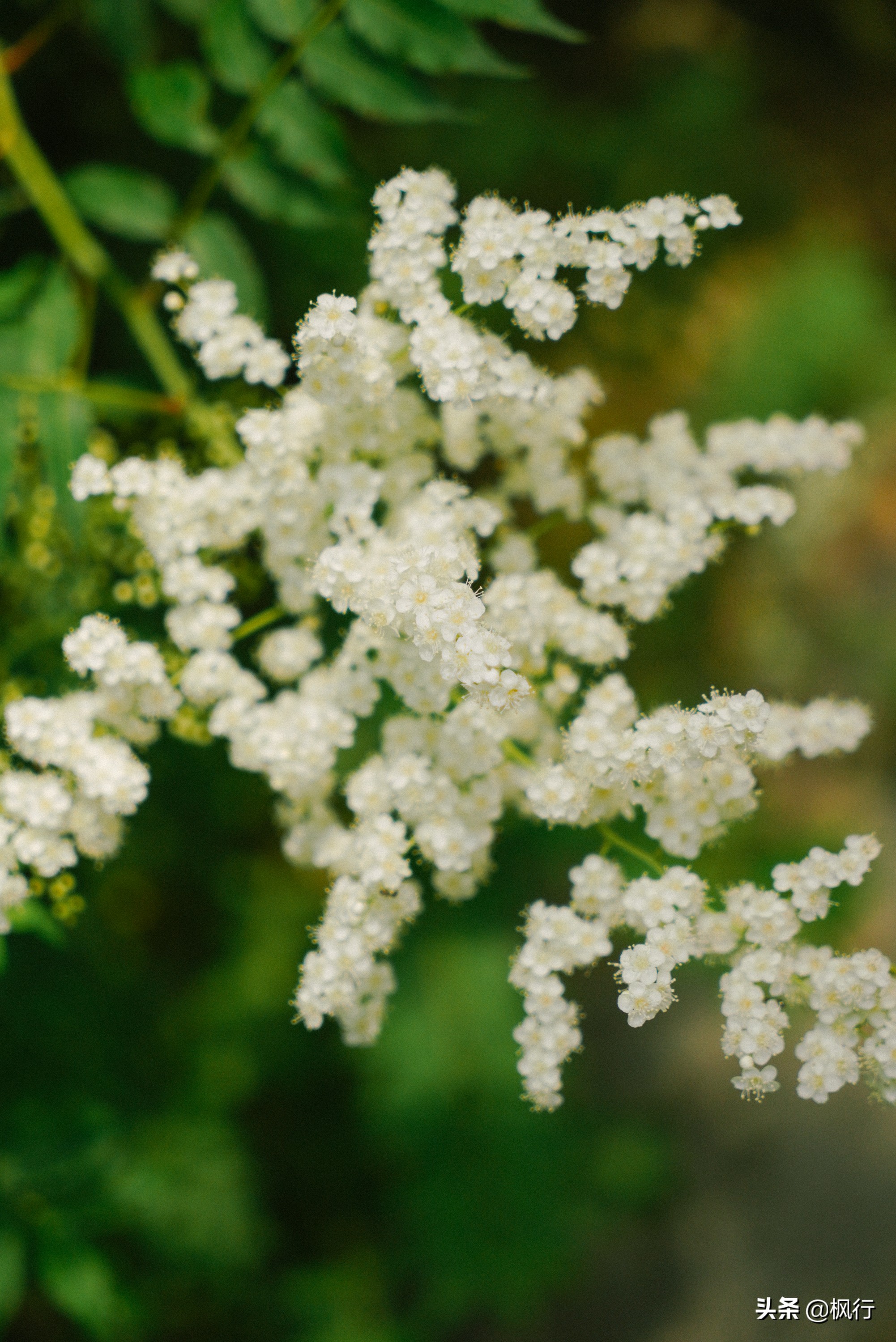 平替奈良小鹿,南海公园奈良小麋鹿