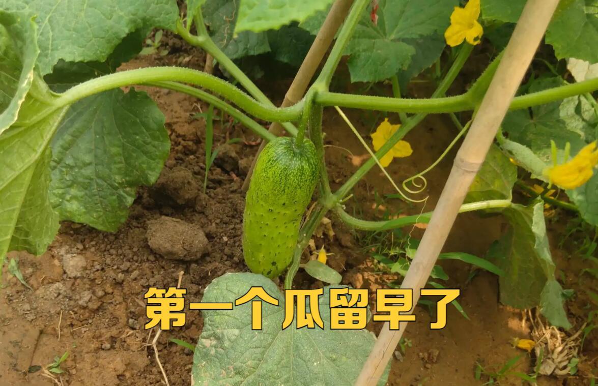 黄瓜为什么长得笔直还带花,黄瓜茎杆粗不长是什么原因