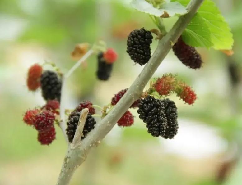 鲁北地区果桑高产栽培技术,果桑种植技术讲解