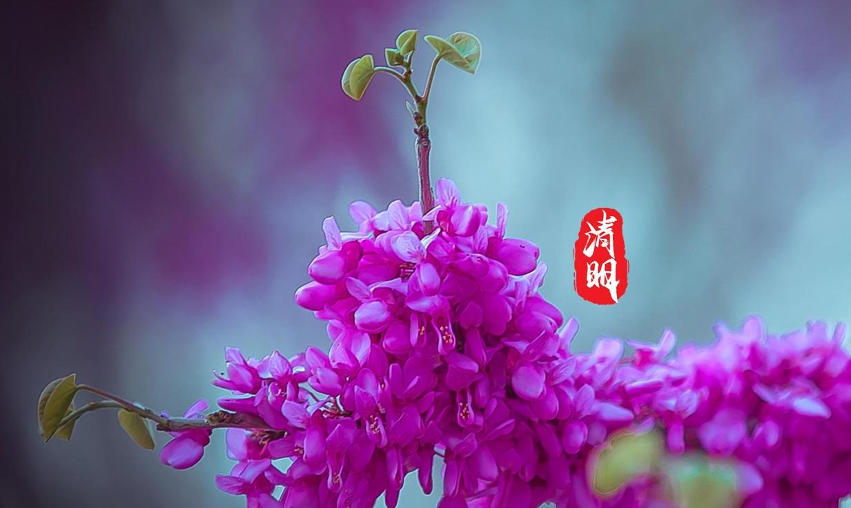 清明节是一个特别有趣的节日,清明节是一个富有特色的节日