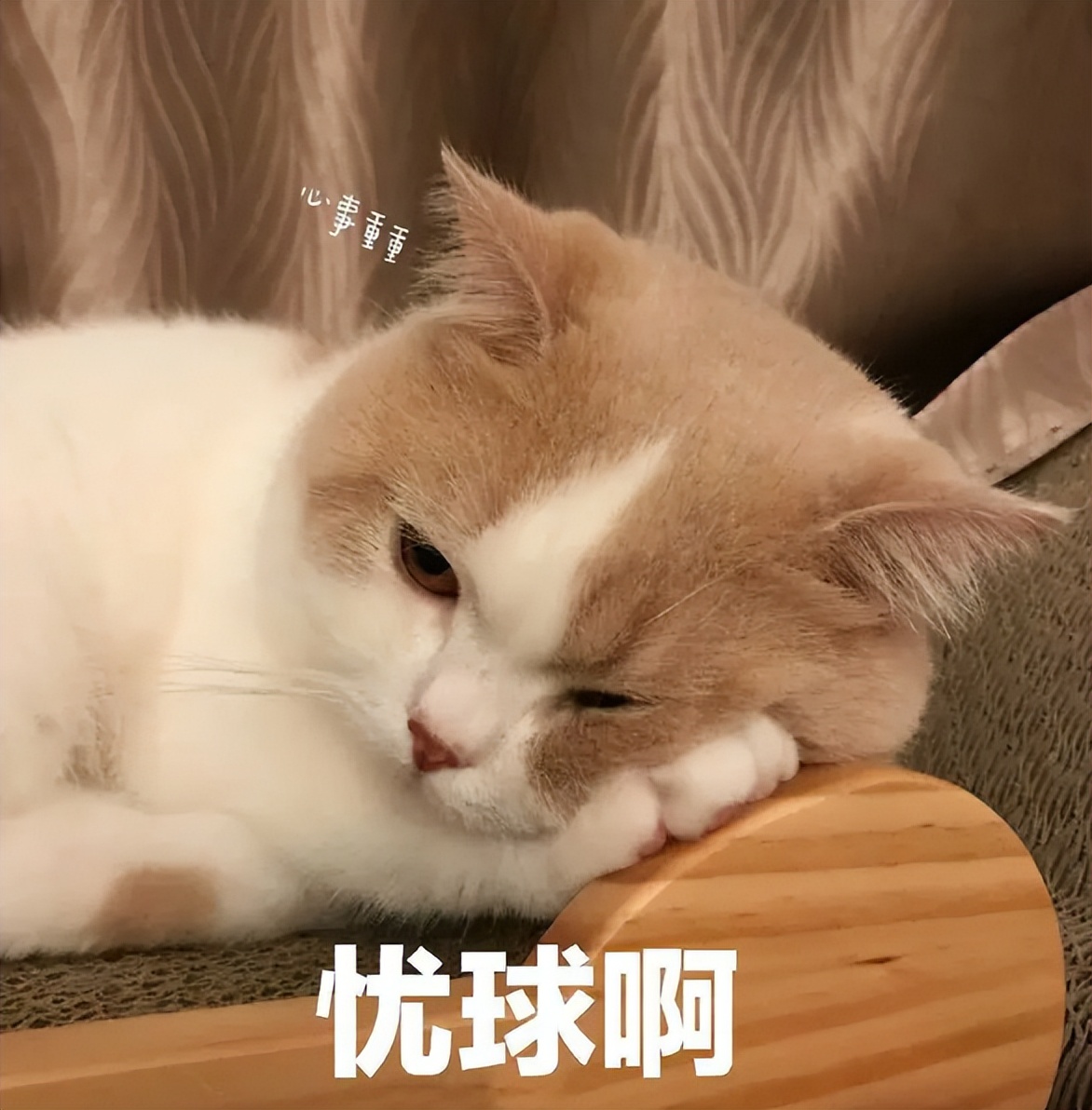 猫为什么跟你一起睡,猫让你抱着睡觉是不是喜欢你