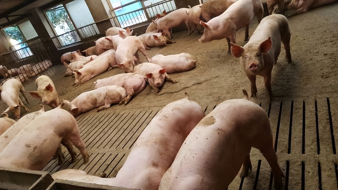 猪伪狂犬病怎么治疗效果最好,猪伪狂犬病怎么治疗最有效