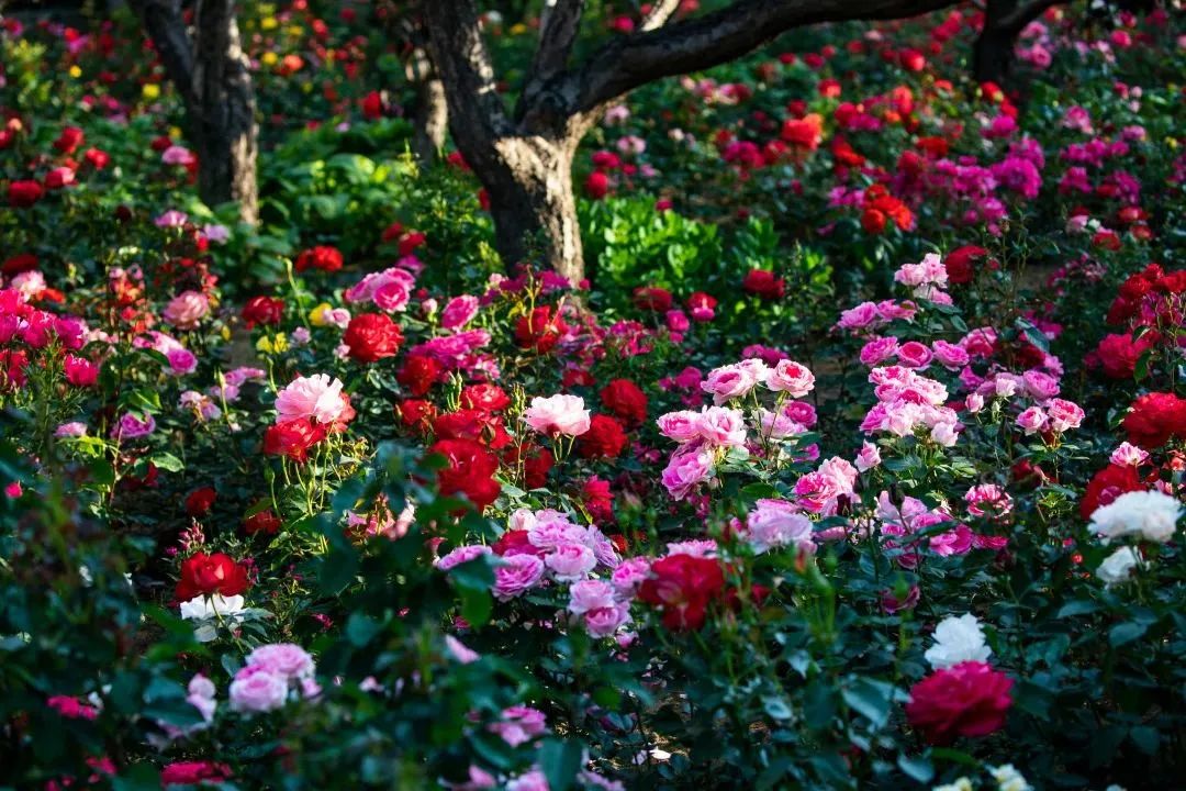 最美秦皇岛视频,用脚步丈量城市42.195公里