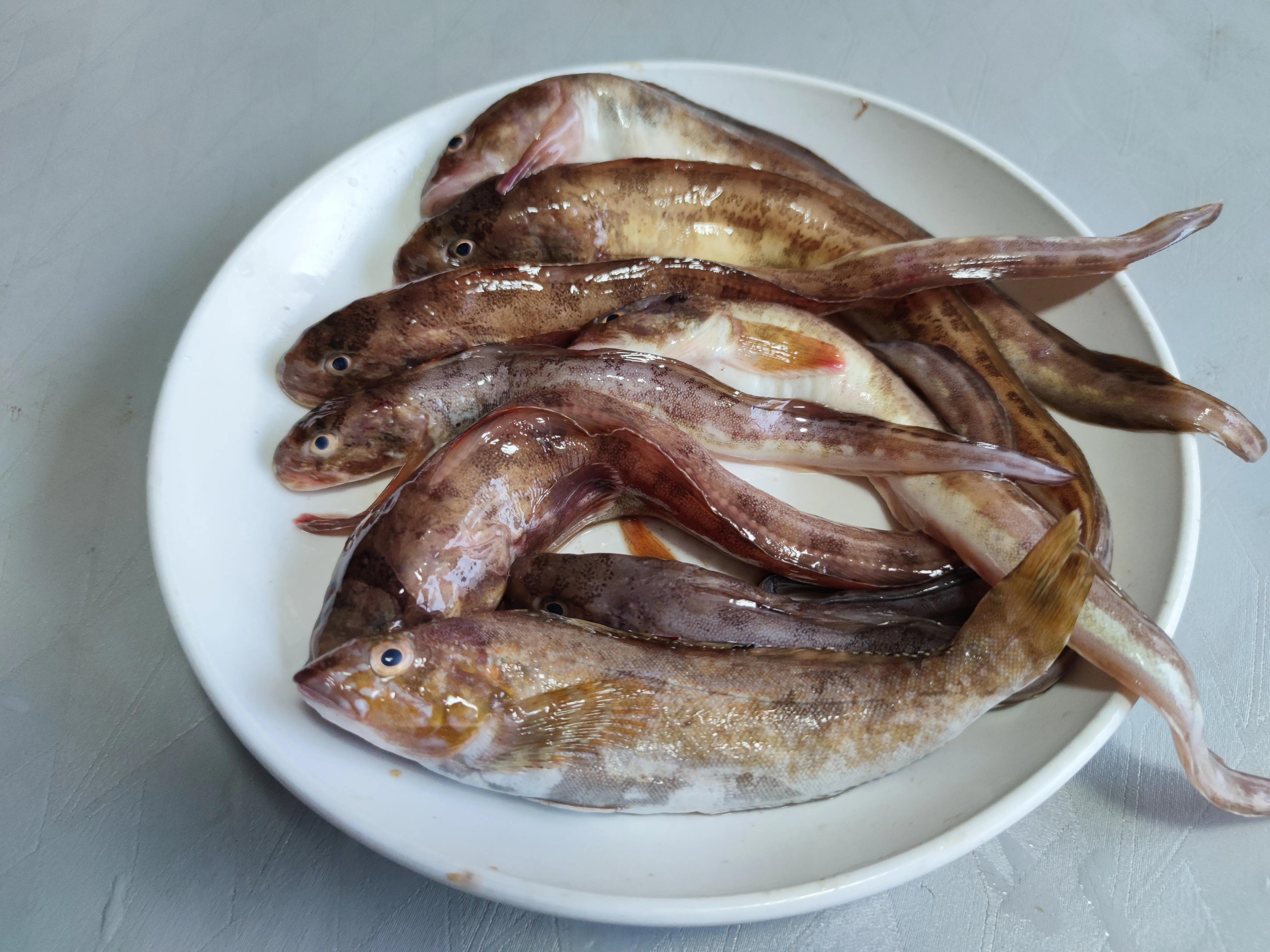 这个季节野生的海鱼有哪些,现在季节吃的海鱼有什么品种