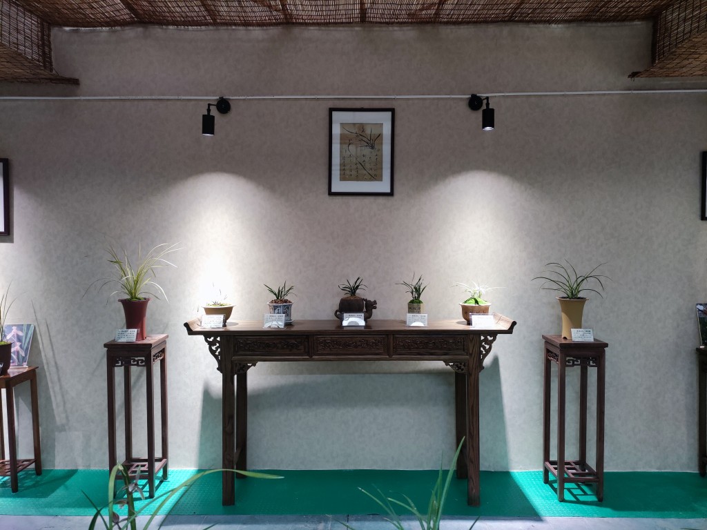 “金陵兰汇”兰花馆于江宁湖东29盛大开业,香飘四溢