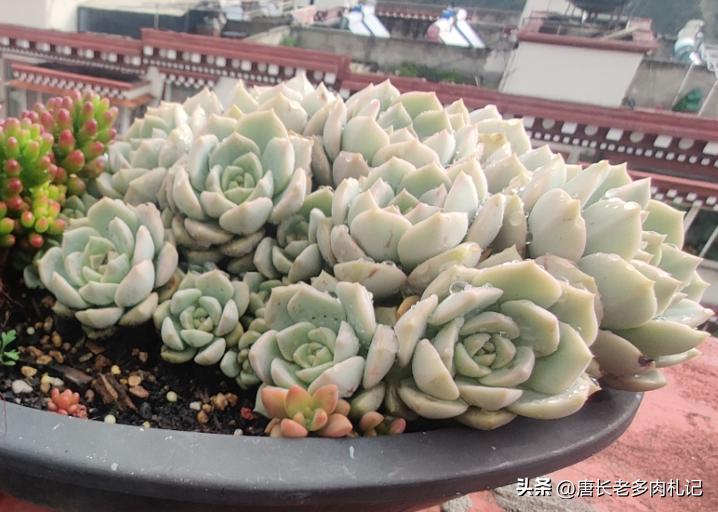 多肉月亮仙子突然烂了是怎么回事,多肉月亮仙子和静夜的区别