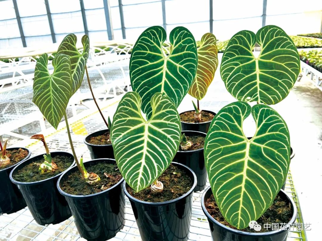 帝王花烛的桩子怎么养,帝王花烛能养在室内吗