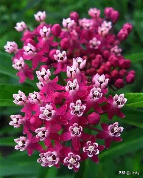 十大绝美花朵,绝美花朵视频